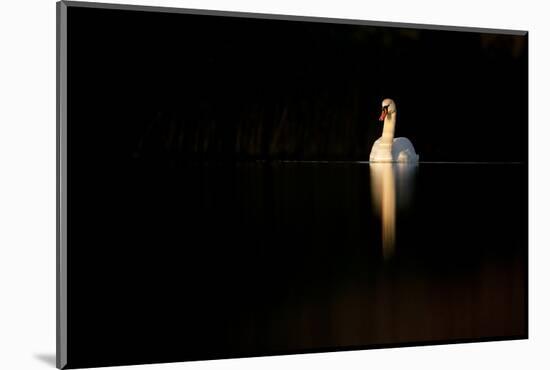 Mute Swan (Cygnus Olor) in Late Evening Light, Fife, Scotland, UK, November-Peter Cairns-Mounted Photographic Print