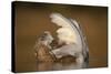 Mute Swan (Cygnus Olor) Juvenile on Water Preening, Fife, Scotland, UK, November-Peter Cairns-Stretched Canvas