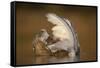 Mute Swan (Cygnus Olor) Juvenile on Water Preening, Fife, Scotland, UK, November-Peter Cairns-Framed Stretched Canvas