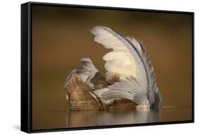 Mute Swan (Cygnus Olor) Juvenile on Water Preening, Fife, Scotland, UK, November-Peter Cairns-Framed Stretched Canvas