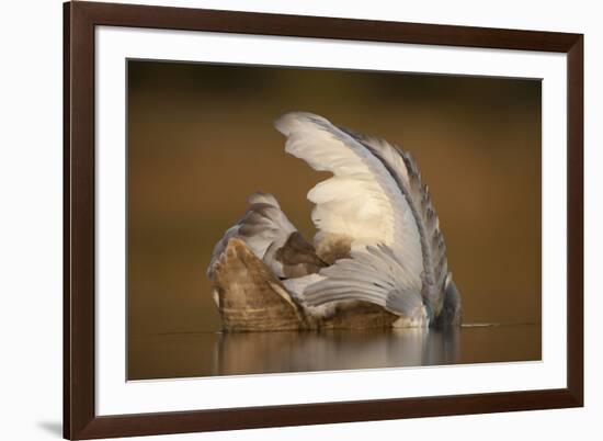 Mute Swan (Cygnus Olor) Juvenile on Water Preening, Fife, Scotland, UK, November-Peter Cairns-Framed Photographic Print