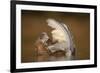 Mute Swan (Cygnus Olor) Juvenile on Water Preening, Fife, Scotland, UK, November-Peter Cairns-Framed Photographic Print