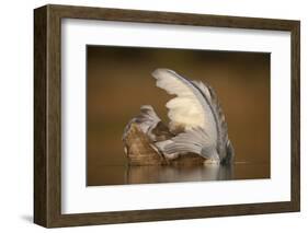 Mute Swan (Cygnus Olor) Juvenile on Water Preening, Fife, Scotland, UK, November-Peter Cairns-Framed Photographic Print