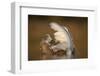 Mute Swan (Cygnus Olor) Juvenile on Water Preening, Fife, Scotland, UK, November-Peter Cairns-Framed Photographic Print