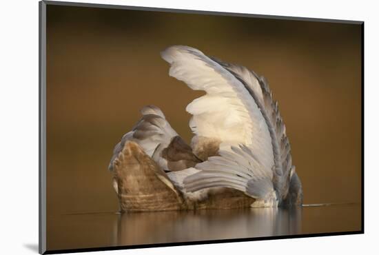 Mute Swan (Cygnus Olor) Juvenile on Water Preening, Fife, Scotland, UK, November-Peter Cairns-Mounted Photographic Print