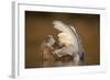 Mute Swan (Cygnus Olor) Juvenile on Water Preening, Fife, Scotland, UK, November-Peter Cairns-Framed Photographic Print