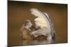 Mute Swan (Cygnus Olor) Juvenile on Water Preening, Fife, Scotland, UK, November-Peter Cairns-Mounted Photographic Print