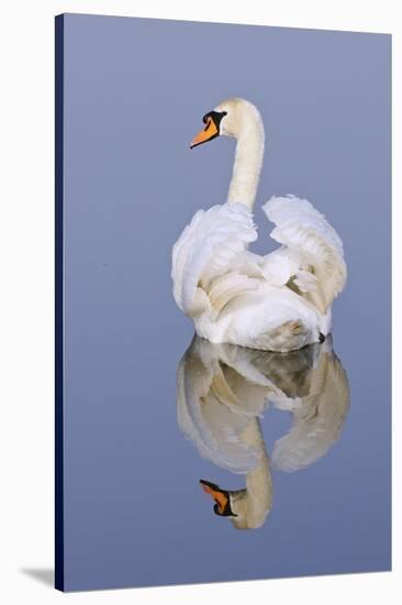 Mute Swan (Cygnus Olor), Kent, England, UK, March-Terry Whittaker-Stretched Canvas