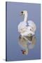 Mute Swan (Cygnus Olor), Kent, England, UK, March-Terry Whittaker-Stretched Canvas
