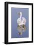 Mute Swan (Cygnus Olor), Kent, England, UK, March-Terry Whittaker-Framed Photographic Print