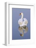 Mute Swan (Cygnus Olor), Kent, England, UK, March-Terry Whittaker-Framed Photographic Print