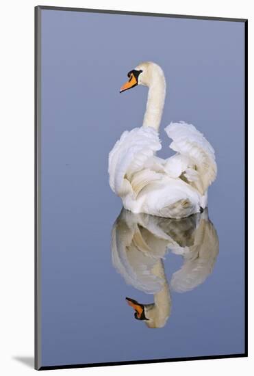 Mute Swan (Cygnus Olor), Kent, England, UK, March-Terry Whittaker-Mounted Photographic Print