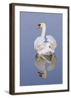 Mute Swan (Cygnus Olor), Kent, England, UK, March-Terry Whittaker-Framed Photographic Print