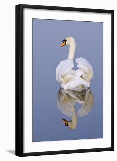 Mute Swan (Cygnus Olor), Kent, England, UK, March-Terry Whittaker-Framed Photographic Print