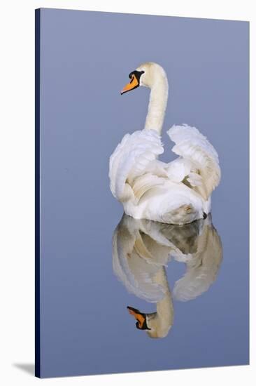 Mute Swan (Cygnus Olor), Kent, England, UK, March-Terry Whittaker-Stretched Canvas