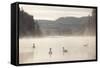 Mute Swan (Cygnus Olor) on Water in Winter Dawn Mist, Loch Insh, Cairngorms Np, Scotland, December-Peter Cairns-Framed Stretched Canvas