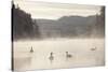 Mute Swan (Cygnus Olor) on Water in Winter Dawn Mist, Loch Insh, Cairngorms Np, Scotland, December-Peter Cairns-Stretched Canvas