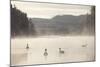 Mute Swan (Cygnus Olor) on Water in Winter Dawn Mist, Loch Insh, Cairngorms Np, Scotland, December-Peter Cairns-Mounted Photographic Print