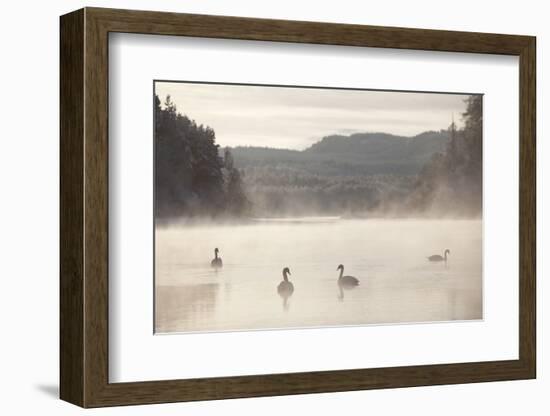 Mute Swan (Cygnus Olor) on Water in Winter Dawn Mist, Loch Insh, Cairngorms Np, Scotland, December-Peter Cairns-Framed Photographic Print