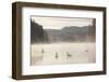 Mute Swan (Cygnus Olor) on Water in Winter Dawn Mist, Loch Insh, Cairngorms Np, Scotland, December-Peter Cairns-Framed Photographic Print