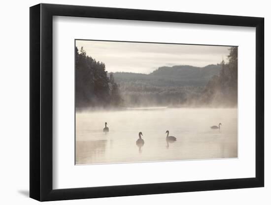Mute Swan (Cygnus Olor) on Water in Winter Dawn Mist, Loch Insh, Cairngorms Np, Scotland, December-Peter Cairns-Framed Photographic Print