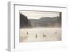 Mute Swan (Cygnus Olor) on Water in Winter Dawn Mist, Loch Insh, Cairngorms Np, Scotland, December-Peter Cairns-Framed Photographic Print