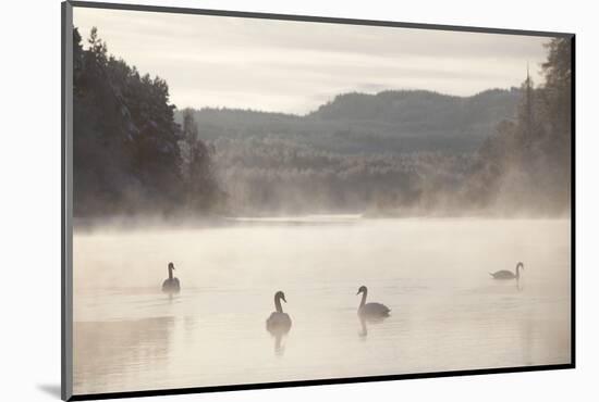 Mute Swan (Cygnus Olor) on Water in Winter Dawn Mist, Loch Insh, Cairngorms Np, Scotland, December-Peter Cairns-Mounted Photographic Print