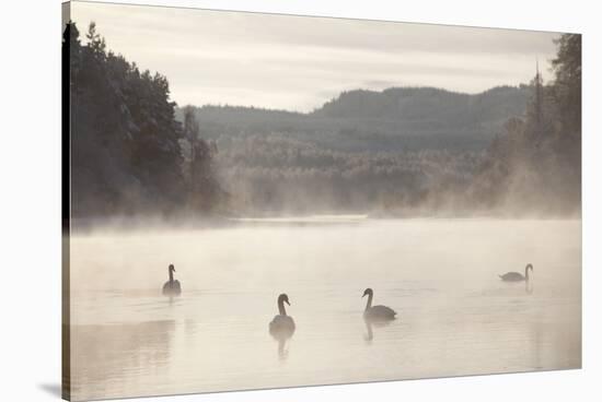 Mute Swan (Cygnus Olor) on Water in Winter Dawn Mist, Loch Insh, Cairngorms Np, Scotland, December-Peter Cairns-Stretched Canvas