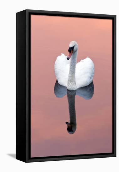 Mute Swan (Cygnus Olor) on Water with Reflection, Shapwick Heath Nr, Somerset Levels, Somerset, UK-Ross Hoddinott-Framed Stretched Canvas