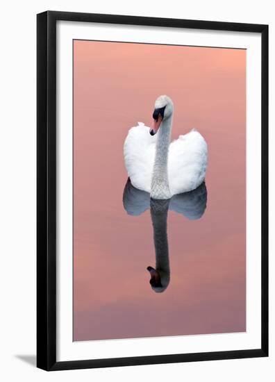 Mute Swan (Cygnus Olor) on Water with Reflection, Shapwick Heath Nr, Somerset Levels, Somerset, UK-Ross Hoddinott-Framed Premium Photographic Print
