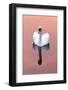 Mute Swan (Cygnus Olor) on Water with Reflection, Shapwick Heath Nr, Somerset Levels, Somerset, UK-Ross Hoddinott-Framed Photographic Print