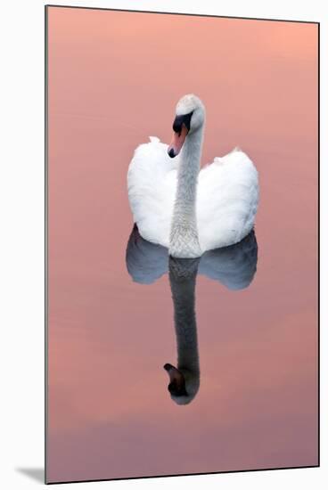 Mute Swan (Cygnus Olor) on Water with Reflection, Shapwick Heath Nr, Somerset Levels, Somerset, UK-Ross Hoddinott-Mounted Photographic Print