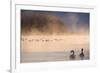 Mute Swan (Cygnus Olor) Pair on Misty Lake-Edwin Giesbers-Framed Photographic Print