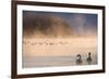 Mute Swan (Cygnus Olor) Pair on Misty Lake-Edwin Giesbers-Framed Photographic Print