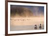 Mute Swan (Cygnus Olor) Pair on Misty Lake-Edwin Giesbers-Framed Photographic Print