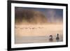 Mute Swan (Cygnus Olor) Pair on Misty Lake-Edwin Giesbers-Framed Photographic Print