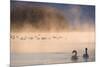 Mute Swan (Cygnus Olor) Pair on Misty Lake-Edwin Giesbers-Mounted Photographic Print