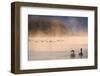 Mute Swan (Cygnus Olor) Pair on Misty Lake-Edwin Giesbers-Framed Photographic Print