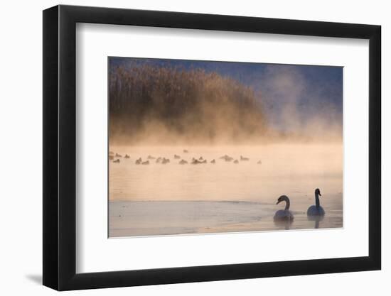 Mute Swan (Cygnus Olor) Pair on Misty Lake-Edwin Giesbers-Framed Photographic Print