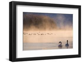 Mute Swan (Cygnus Olor) Pair on Misty Lake-Edwin Giesbers-Framed Photographic Print