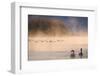 Mute Swan (Cygnus Olor) Pair on Misty Lake-Edwin Giesbers-Framed Photographic Print