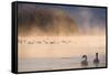 Mute Swan (Cygnus Olor) Pair on Misty Lake-Edwin Giesbers-Framed Stretched Canvas