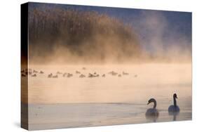 Mute Swan (Cygnus Olor) Pair on Misty Lake-Edwin Giesbers-Stretched Canvas