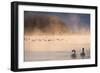 Mute Swan (Cygnus Olor) Pair on Misty Lake-Edwin Giesbers-Framed Photographic Print