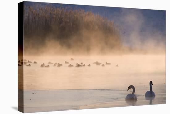 Mute Swan (Cygnus Olor) Pair on Misty Lake-Edwin Giesbers-Stretched Canvas