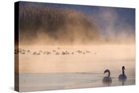 Mute Swan (Cygnus Olor) Pair on Misty Lake-Edwin Giesbers-Stretched Canvas