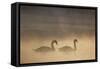Mute Swan (Cygnus Olor) Pair on Water in Winter Dawn Mist, Loch Insh, Cairngorms Np, Highlands, UK-Peter Cairns-Framed Stretched Canvas
