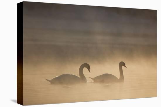Mute Swan (Cygnus Olor) Pair on Water in Winter Dawn Mist, Loch Insh, Cairngorms Np, Highlands, UK-Peter Cairns-Stretched Canvas