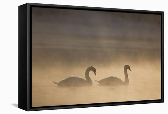 Mute Swan (Cygnus Olor) Pair on Water in Winter Dawn Mist, Loch Insh, Cairngorms Np, Highlands, UK-Peter Cairns-Framed Stretched Canvas