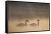 Mute Swan (Cygnus Olor) Pair on Water in Winter Dawn Mist, Loch Insh, Cairngorms Np, Highlands, UK-Peter Cairns-Framed Stretched Canvas